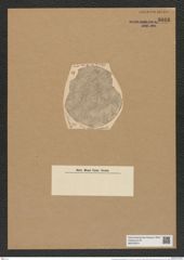 Coscinodiscus pseudolineata Pant. (de-Toni-Nr.: Genus 202, Species 4905) Zeichnungen Sammlung Grunow Nr. 8666 (NHMW-BOT-W0378074)